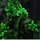 Anubias Petite Nana Saksı Canlı Bitki 10-12 Yaprak