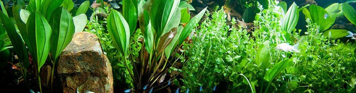 Akvaryumda Canlı Bitkilerin Yetiştirilmesi ve Bakımı