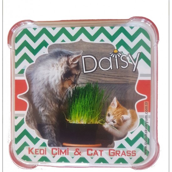 Daisy Kediler İçin Doğal Kedi Çimi