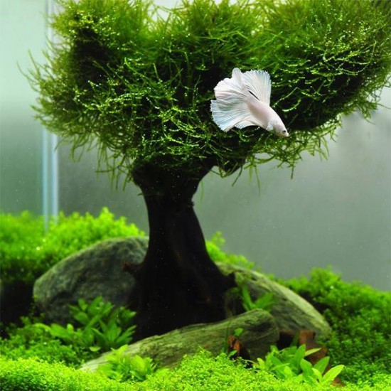 Vesicularia Dubyana Java Moss Cup Canlı Bitki